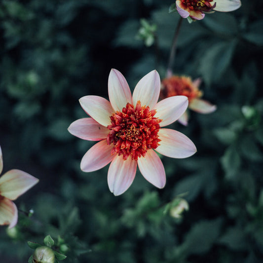 Totally Tangerine Dahlia