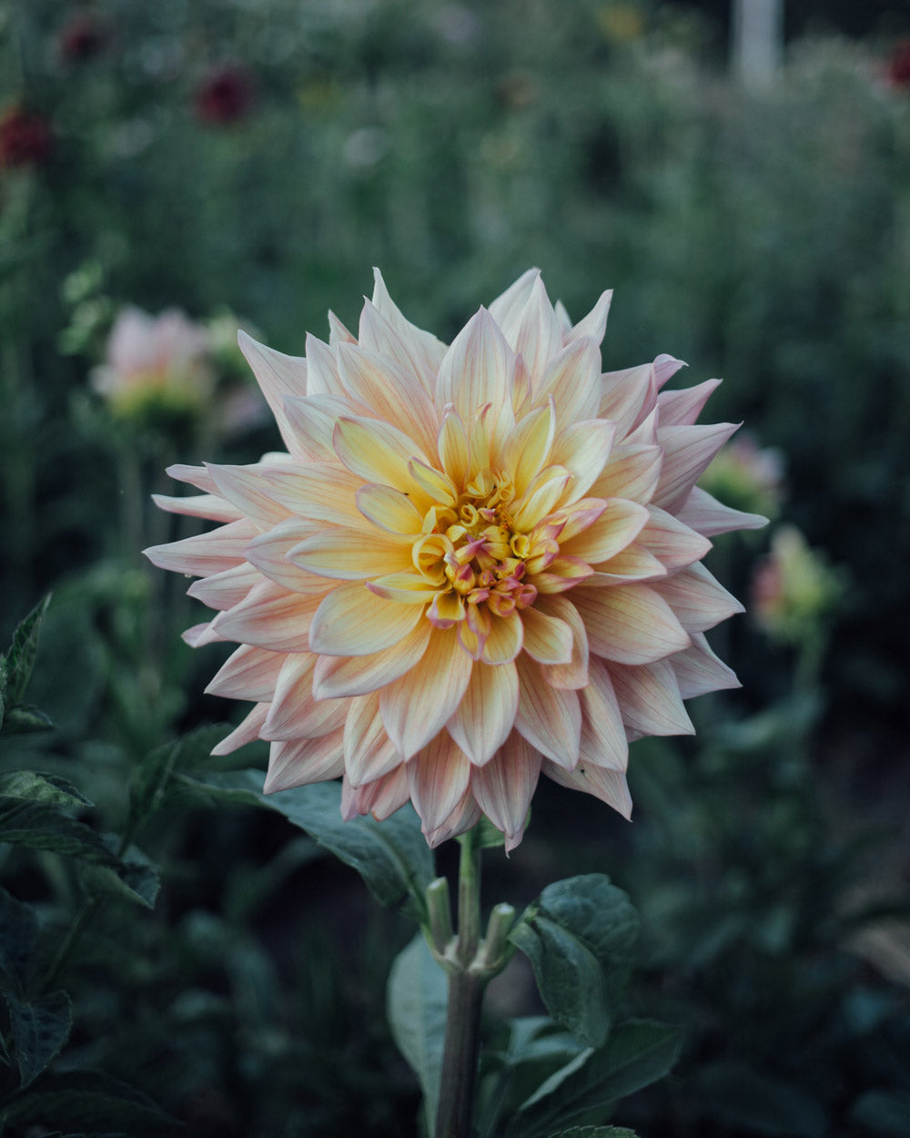 Wandas Aurora Dahlia