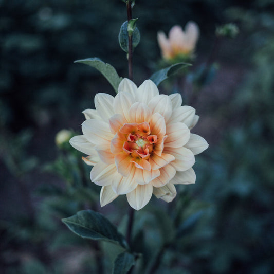 Yvonne Dahlia