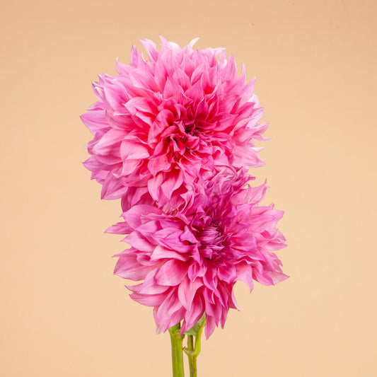 Café Au Lait Rose Dahlia