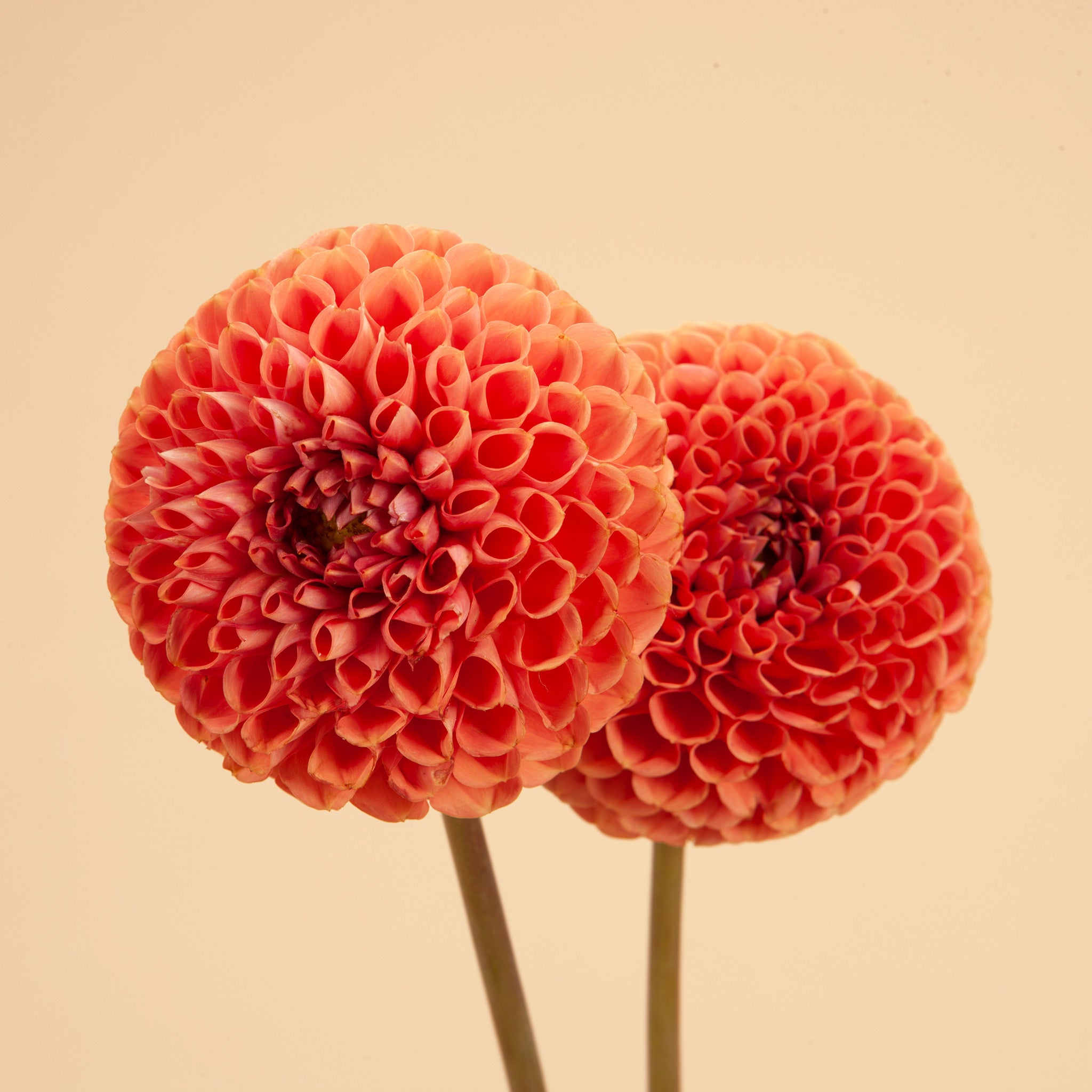 Cornel Bronze Dahlia Tubers | Plantgem