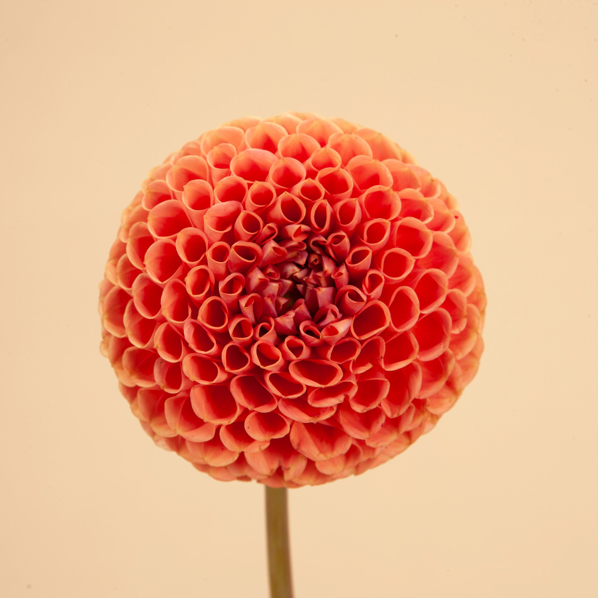 Cornel Bronze Dahlia Tubers | Plantgem