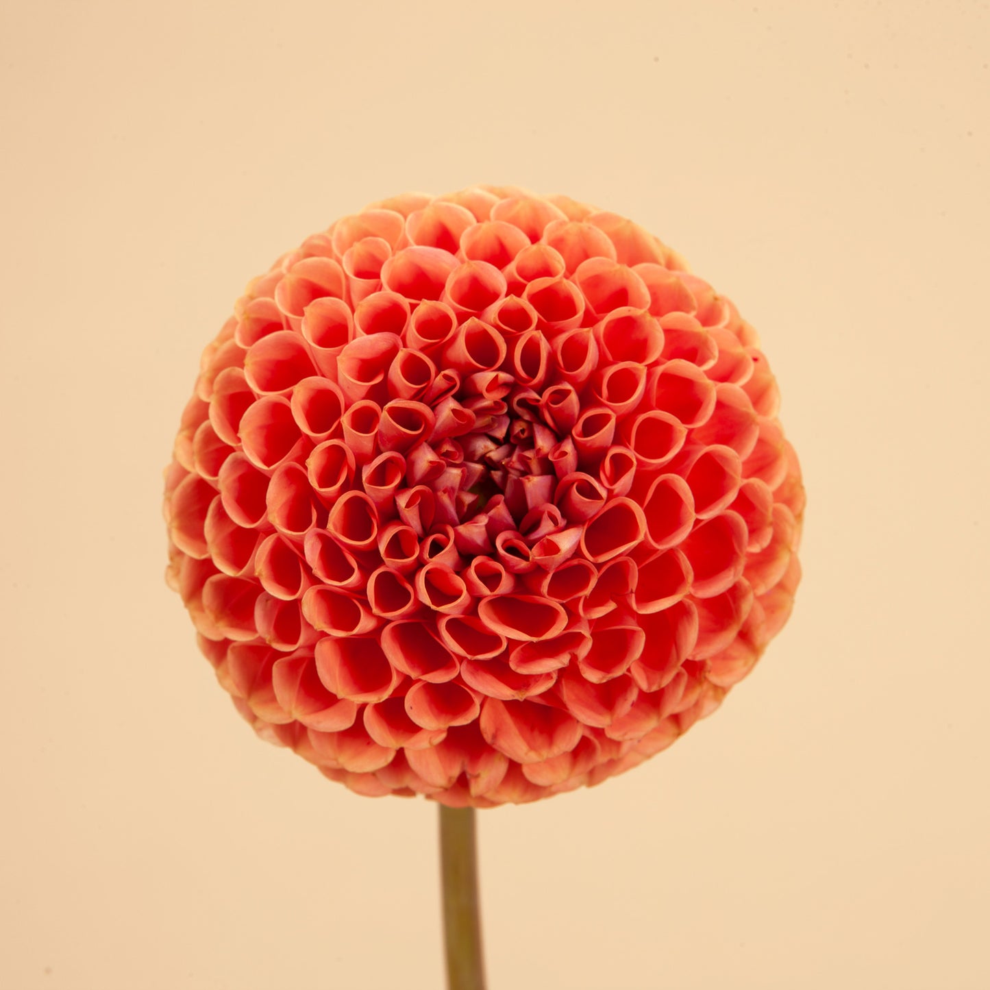 Cornel Bronze Dahlia