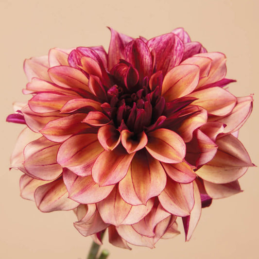 Créme de Cognac Dahlia