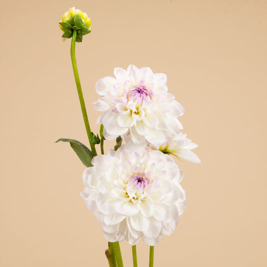 Eveline Dahlia