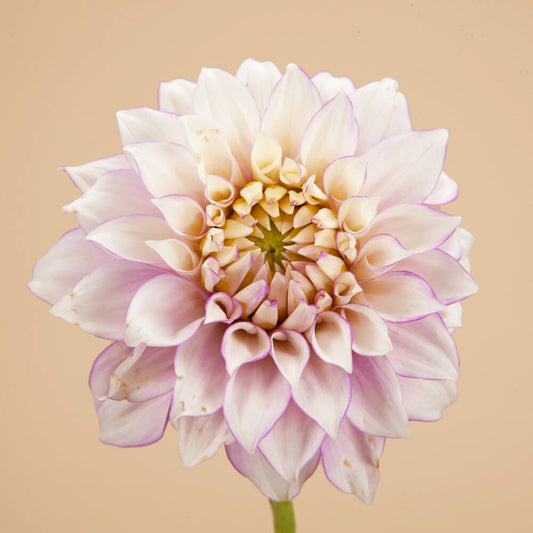 Fluffles Dahlia