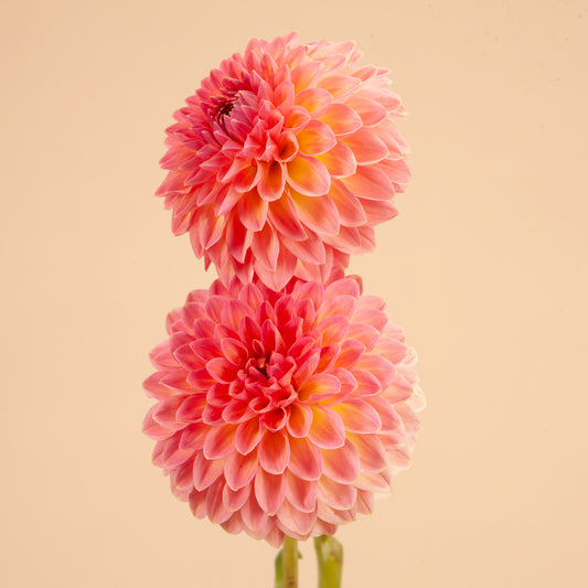 Hillcrest Suffusion Dahlia