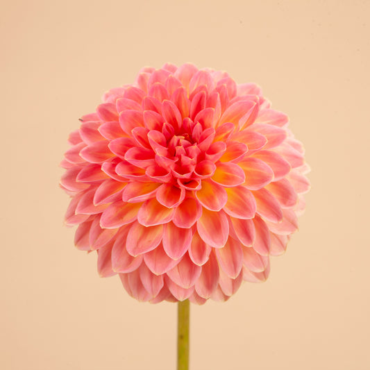 Hillcrest Suffusion Dahlia