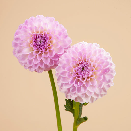 Megan Dean Dahlia