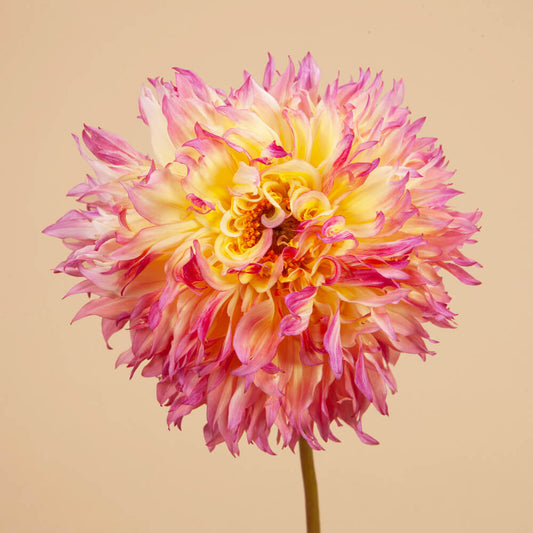 Myrtles Folly Dahlia