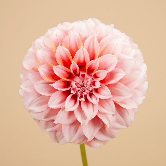 Peaches Dahlia