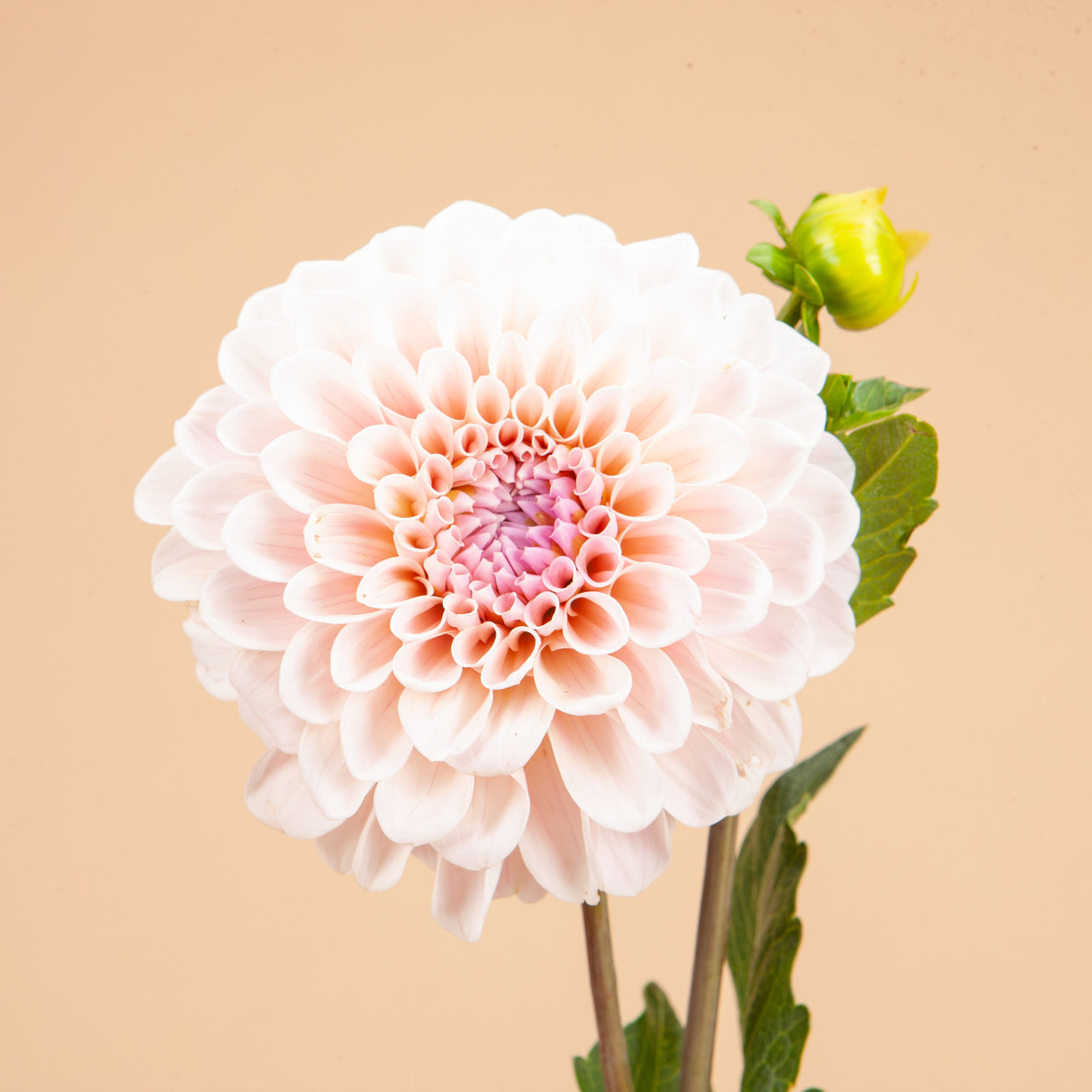 Peaches Dahlia Tubers Plantgem