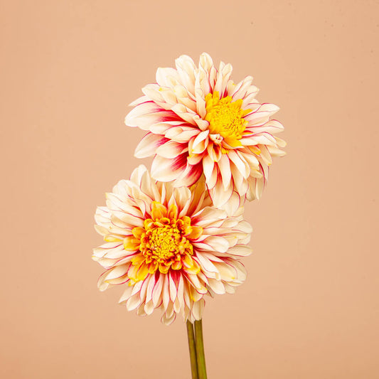 Polka Dahlia