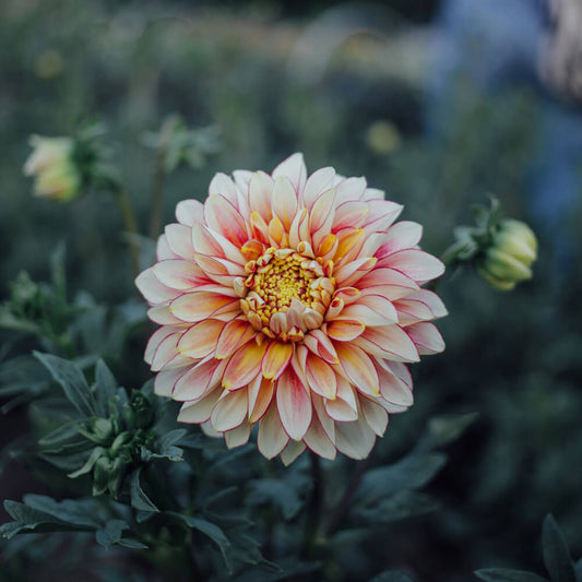 Polka Dahlia