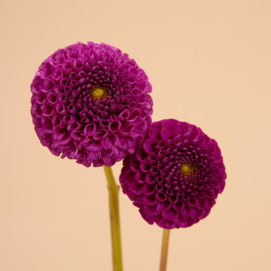 Rocco Dahlia
