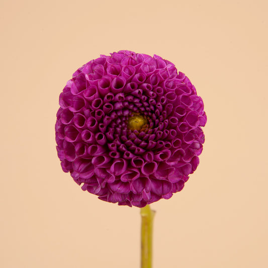 Rocco Dahlia