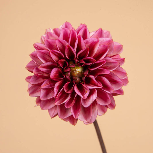 Senior's Hope Dahlia