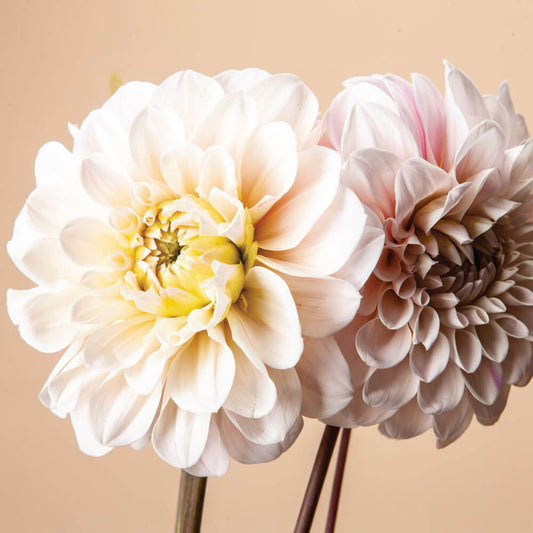 Sweet Nathalie Dahlia