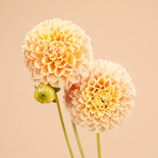 Sweet Suzanne Dahlia