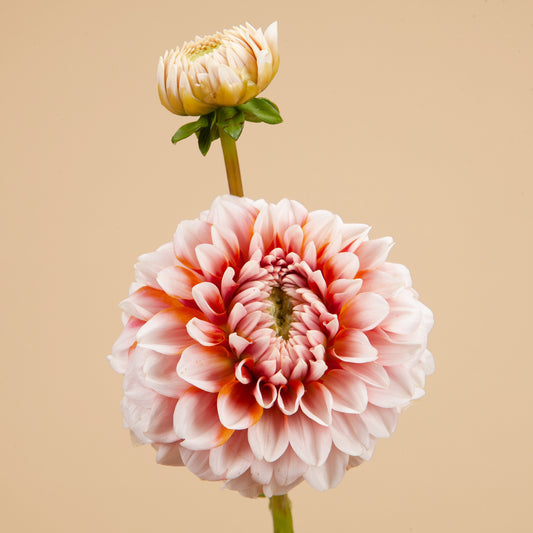 Tangerine Dream Dahlia