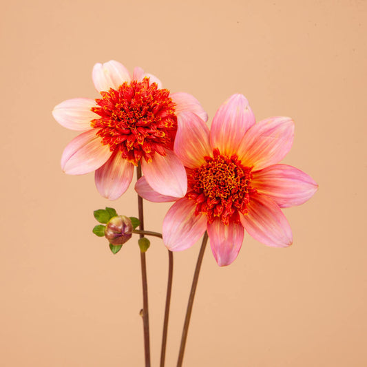 Totally Tangerine Dahlia