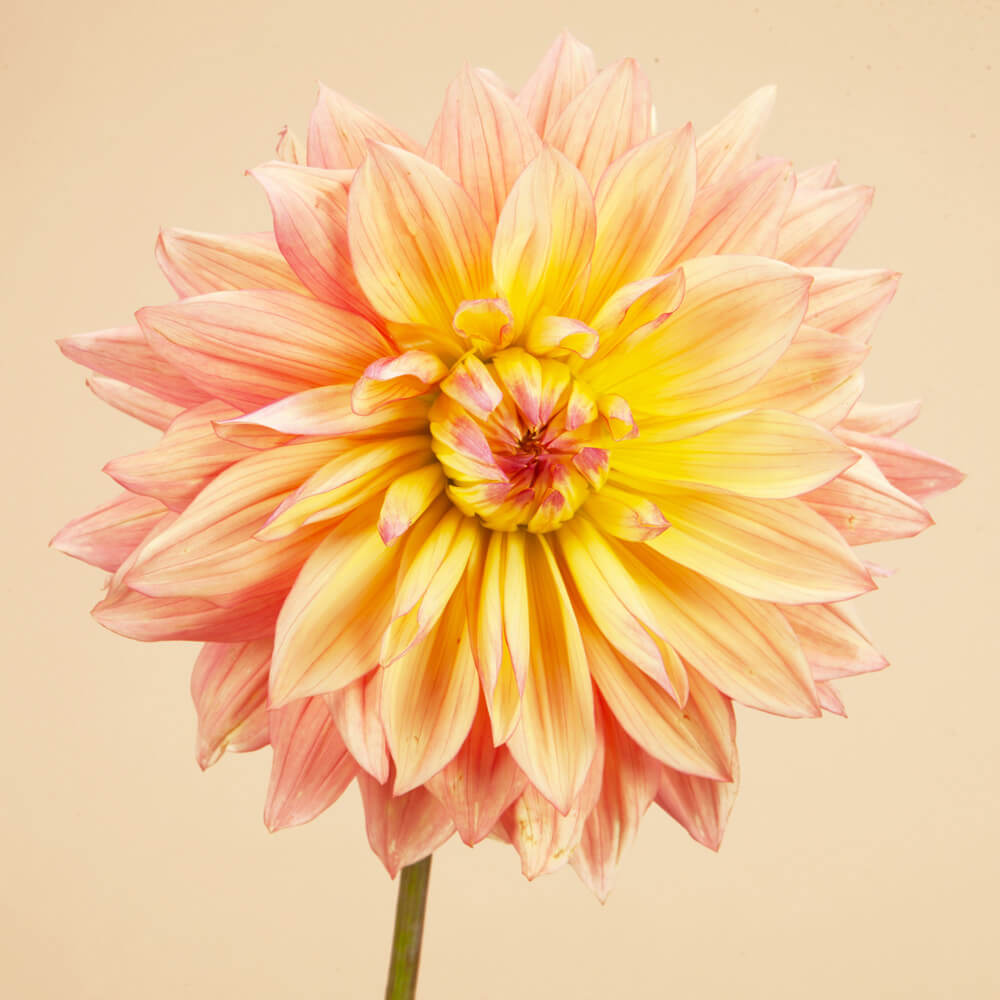 Wandas Aurora Dahlia