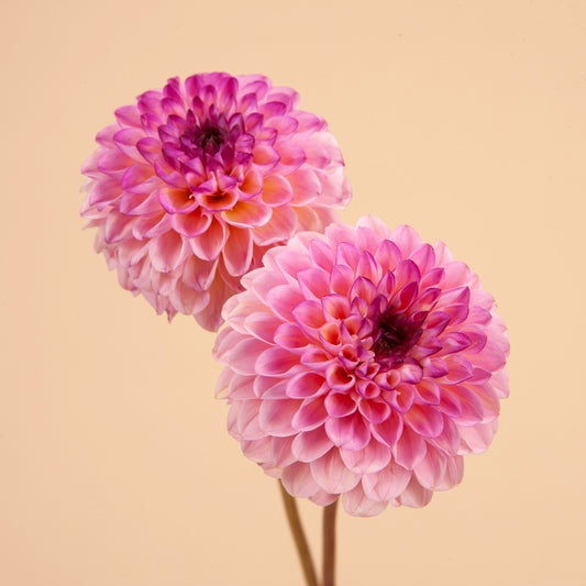 Wine Eyed Jill Dahlia