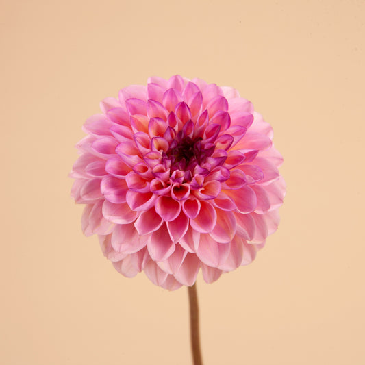 Wine Eyed Jill Dahlia