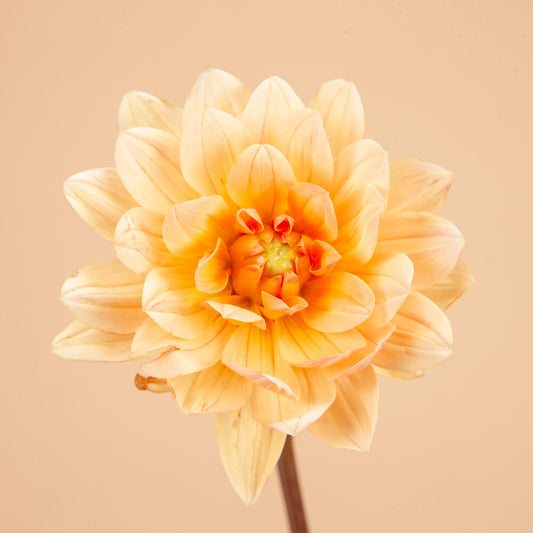 Yvonne Dahlia