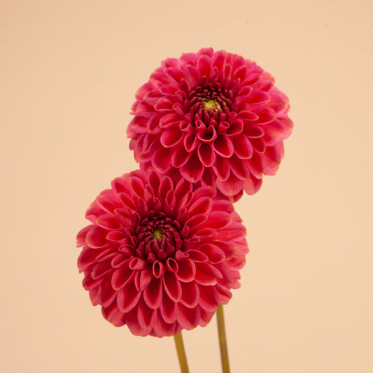 Zundert Mystery Fox Dahlia