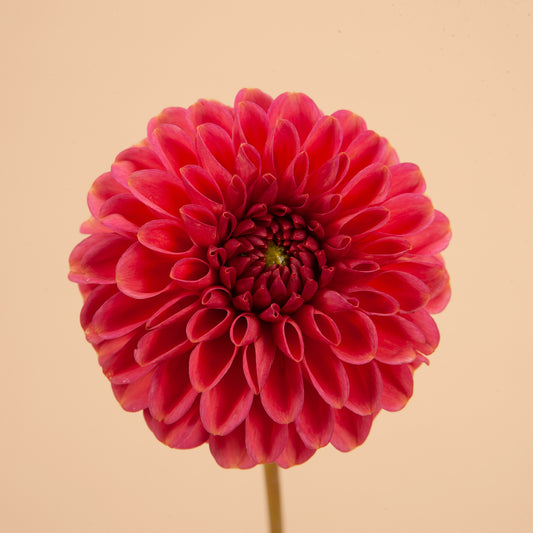 Zundert Mystery Fox Dahlia