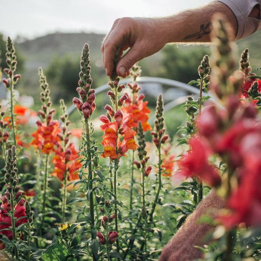 Potomac Dark Orange Snapdragon Plants