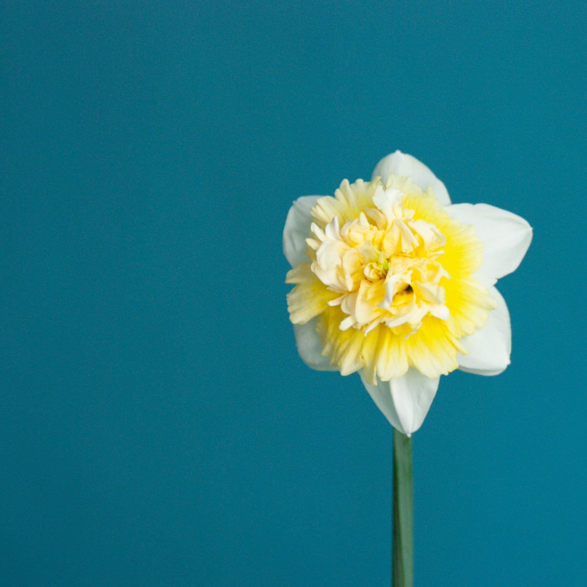 Ice King Daffodil Bulbs
