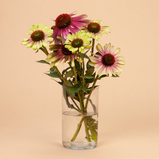 Green Twister Echinacea Plants