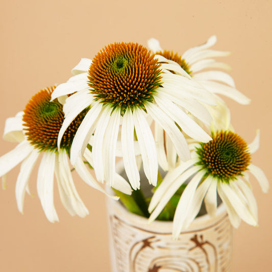 White Swan Echinacea Plants