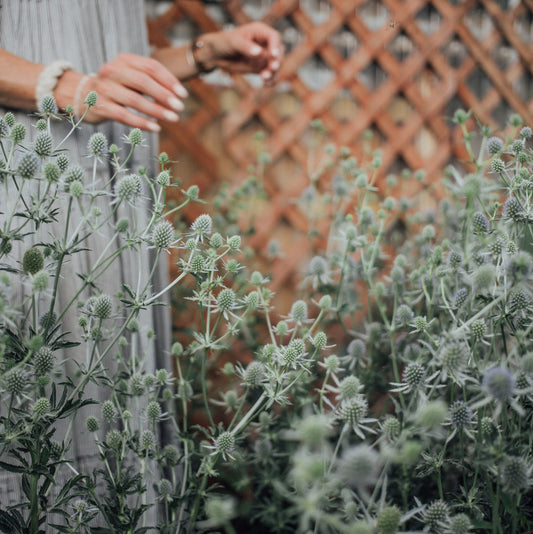 Blue Glitter Eryngium Plants