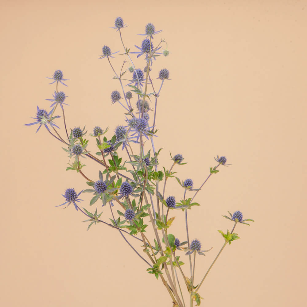 Blue Glitter Eryngium Plants