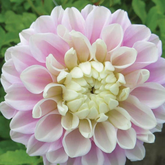 Fluffles Dahlia