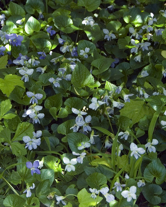 Freckles Viola Plants