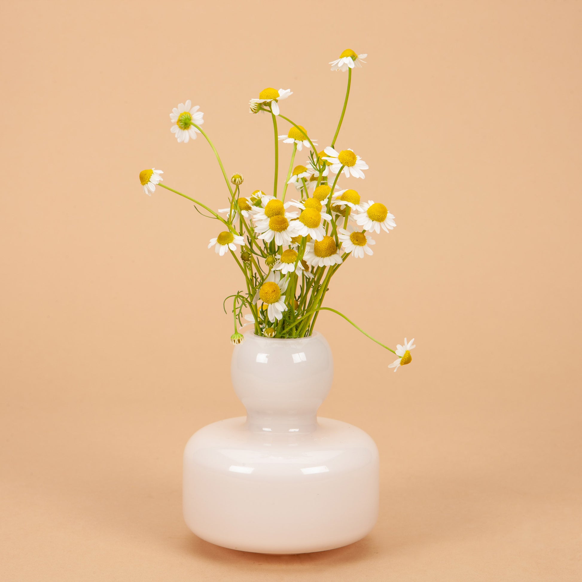 chamomile plant in pot German Chamomile Plants