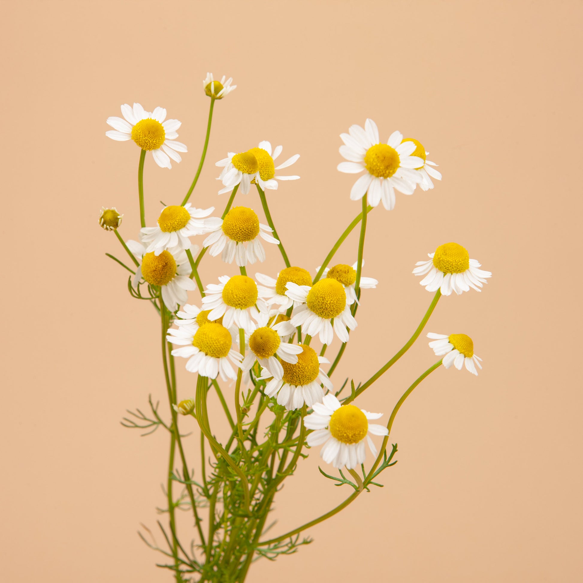 potted chamomile plant German Chamomile Plants
