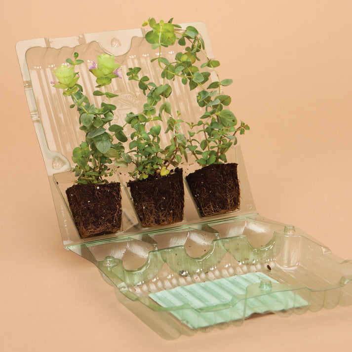 Kirigami Oregano Plants Plantgem