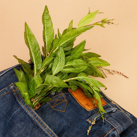 Japanese Indigo Plants