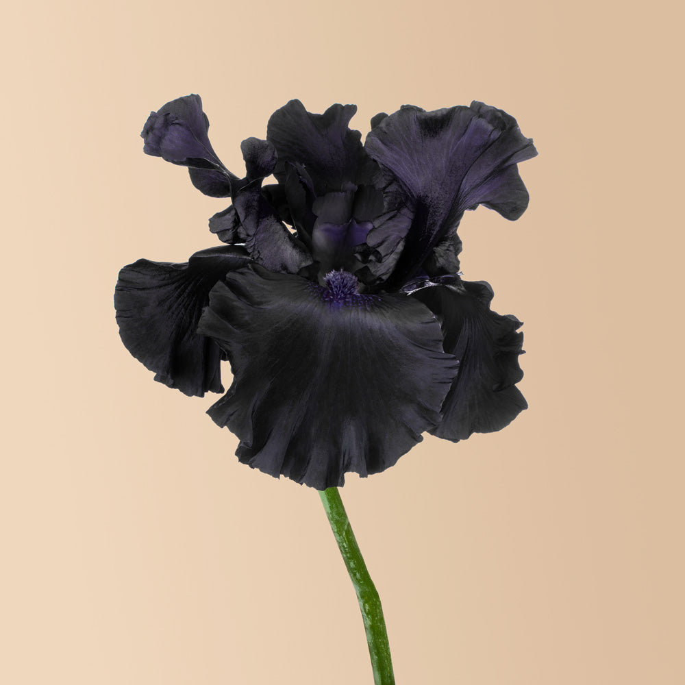 Black Mirror Iris Rhizomes