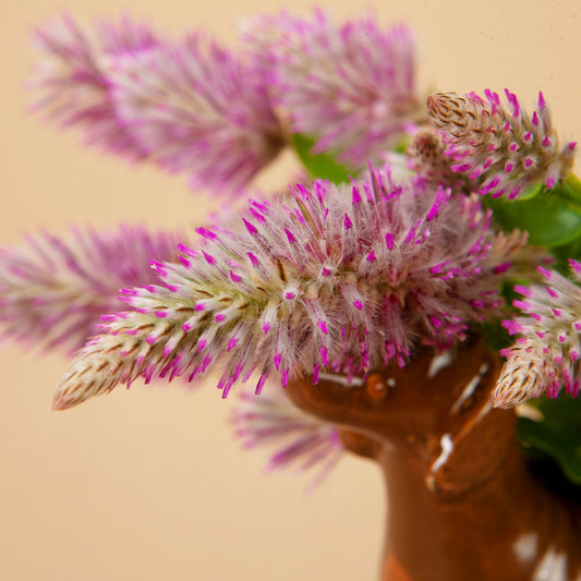 Joey Improved Ptilotus Plants