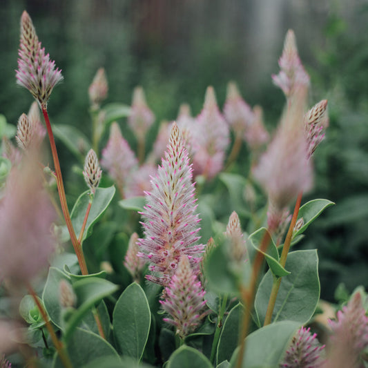Joey Improved Ptilotus Plants