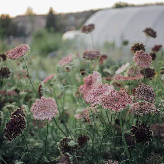 Chocolate Lace Flower Plants