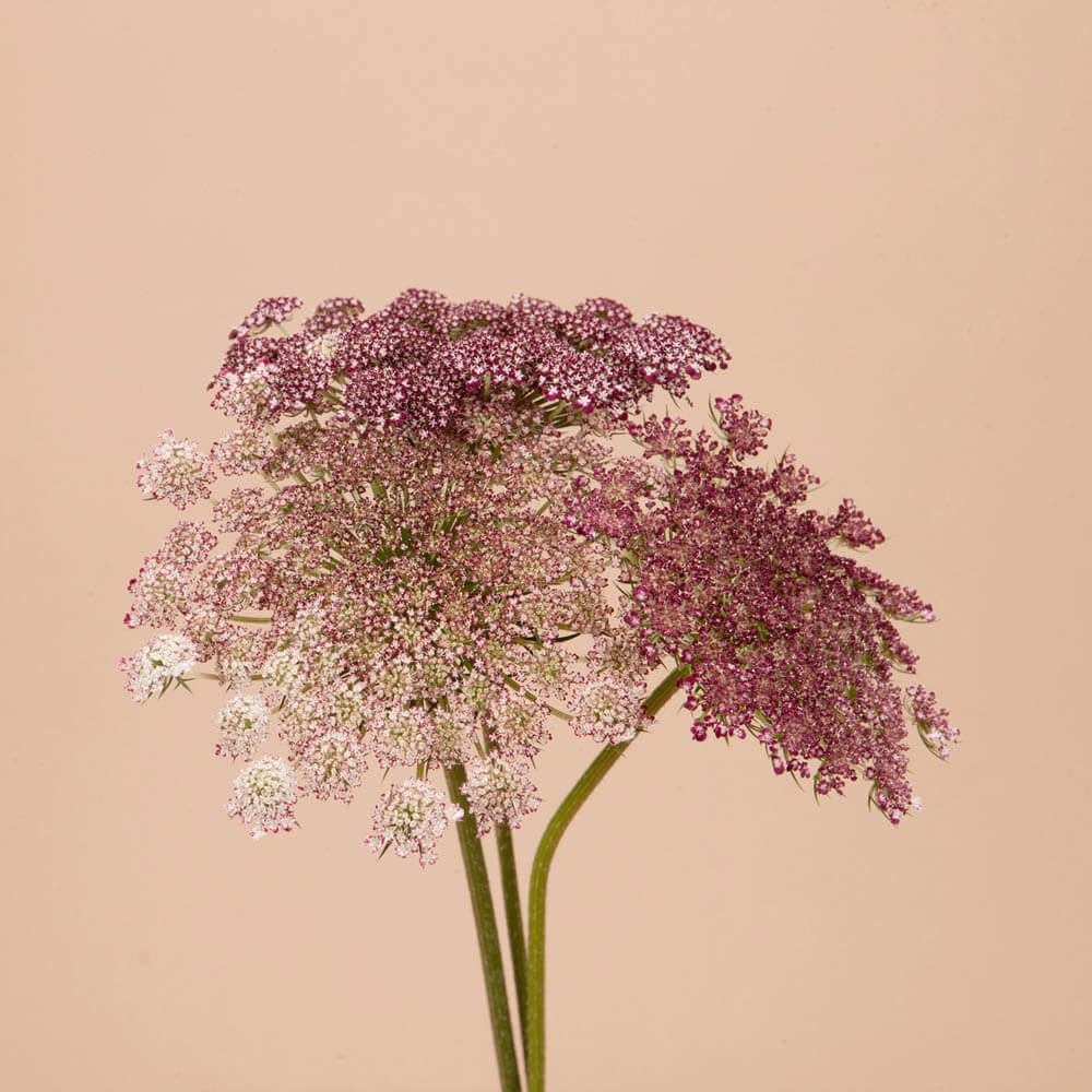 chocolate lace flower seeds Chocolate Lace Flower Plants