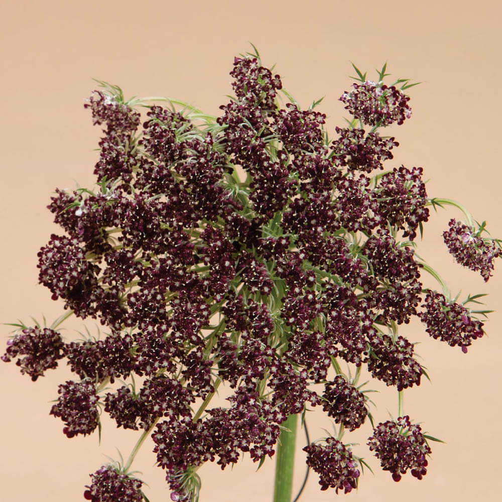 Chocolate Lace Flower Plants