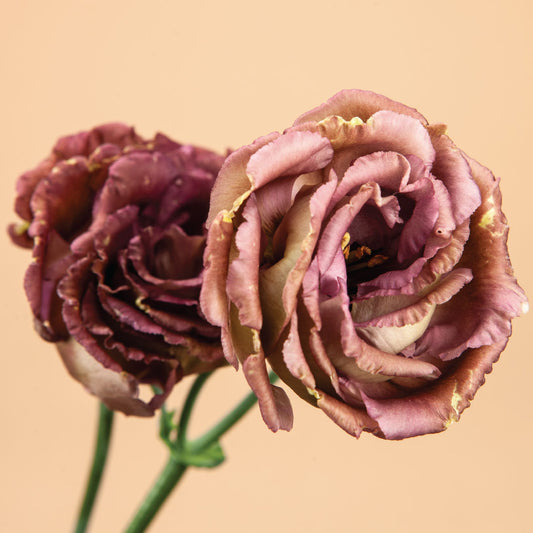 Rosanne Terracotta Lisianthus Plants